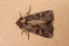Trigonophora jodea