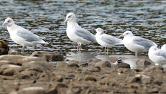 Larus glaucoides