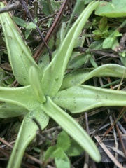 Pinguicula lutea