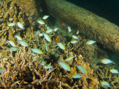 Pomacentrus aurifrons