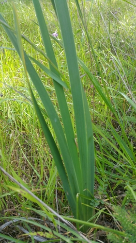 Image of Iris longipetala by (c) Peter Brastow, some rights reserved (CC BY)