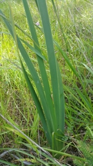 Iris longipetala