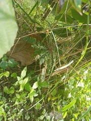 Biophytum sensitivum