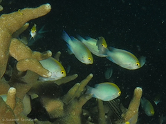 Pomacentrus aurifrons