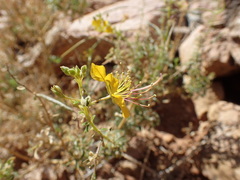 Cleome foliosa