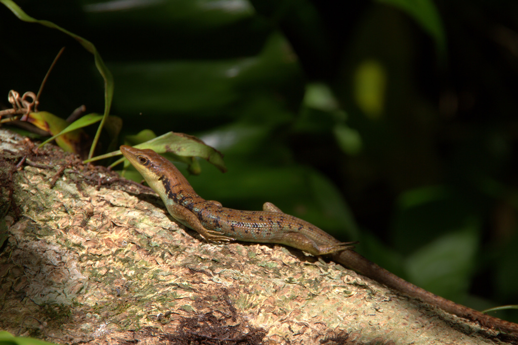 Rarotonga Treeskink