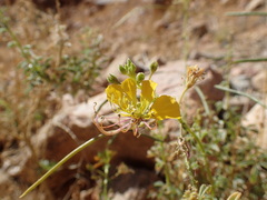Cleome foliosa