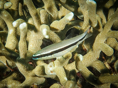 Cheilodipterus parazonatus