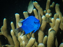 Chrysiptera cymatilis