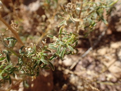 Cleome foliosa