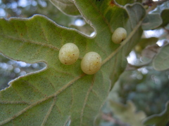 Cynips quercus