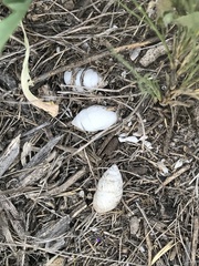 Plagiodontes patagonicus