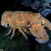Mediterranean Slipper Lobster - Photo (c) Dennis Rabeling, some rights reserved (CC BY-NC-ND), uploaded by Dennis Rabeling
