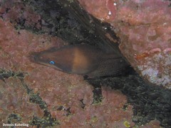 Gymnothorax unicolor