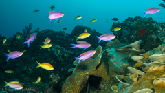 Mirolabrichthys tuka