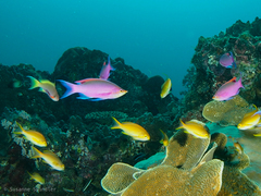 Mirolabrichthys tuka