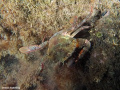 Cronius ruber