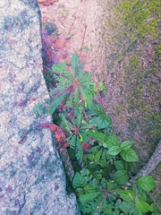 Biophytum sensitivum