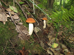 Leccinum vulpinum