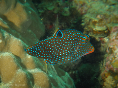 Canthigaster papua