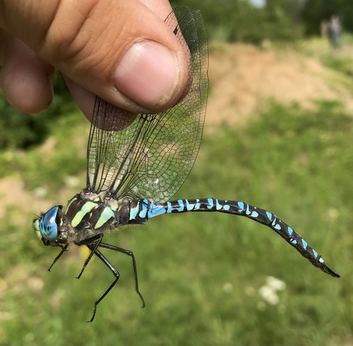Siberian Hawker