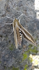 Hyles euphorbiarum