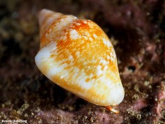 Columbella adansoni