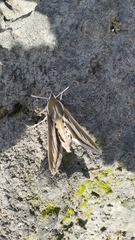 Hyles euphorbiarum