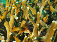 Ostorhinchus compressus