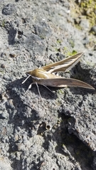 Hyles euphorbiarum