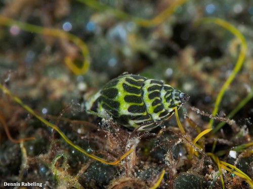 Pusia zebrina (d'Orbigny, 1840)