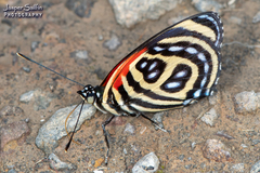 Catagramma pygas cyllene