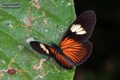 Castilia perilla