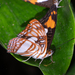 Adelpha erotia erotia - Photo (c) John Christensen, algunos derechos reservados (CC BY-NC), subido por John Christensen