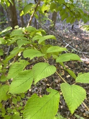 Viburnum plicatum
