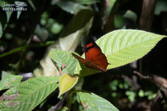 Fountainea eurypyle eurypyle