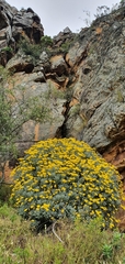 Euryops pectinatus pectinatus