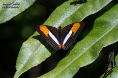 Adelpha cytherea cytherea