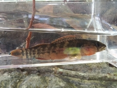Etheostoma radiosum