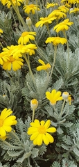 Euryops pectinatus pectinatus