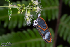Pseudoscada timna timna