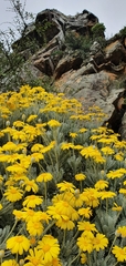 Euryops pectinatus pectinatus