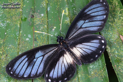 Eresia datis moesta