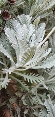 Euryops pectinatus pectinatus