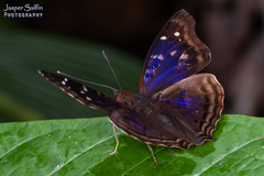 Doxocopa agathina agathina