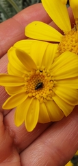 Euryops pectinatus pectinatus