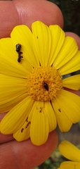 Euryops pectinatus pectinatus