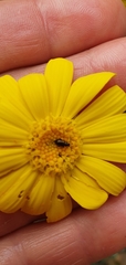 Euryops pectinatus pectinatus