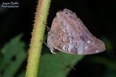 Historis acheronta