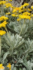 Euryops pectinatus pectinatus